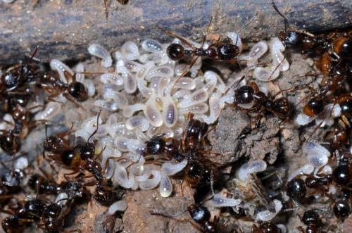 Aphaenogaster subterranea
