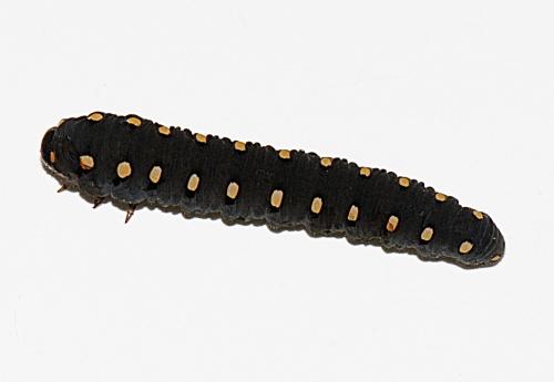 Réf. 176 385 : Tenthredo (marginella-thompsoni)