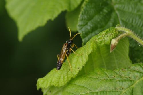 Tenthredo campestris