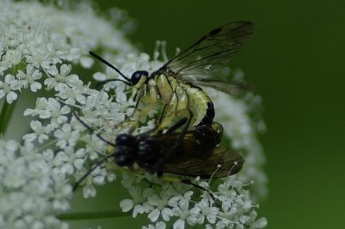 Tenthredo temula