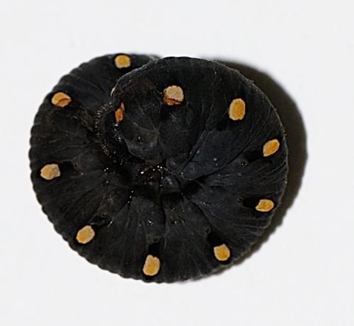 Réf. 176 387 : Tenthredo (marginella-thompsoni)
