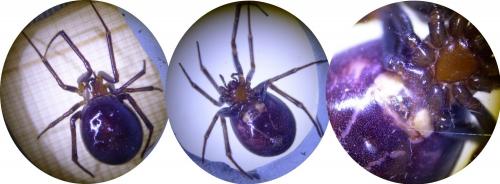 Steatoda grossa