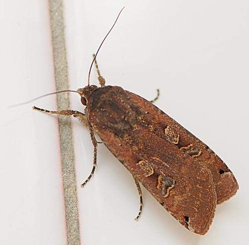 Noctua pronuba