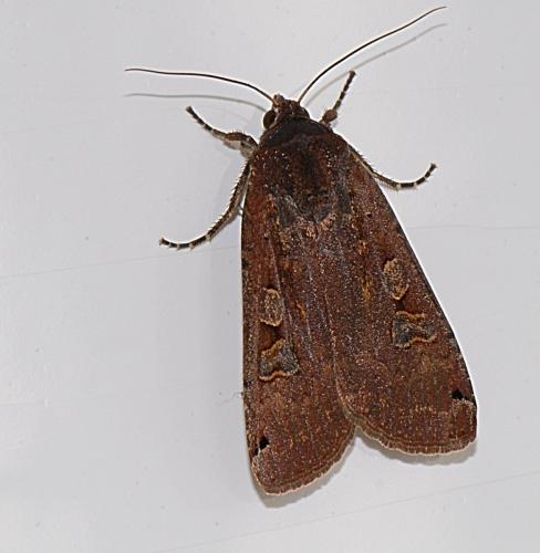 Noctua pronuba