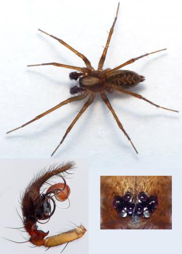 Histopona torpida