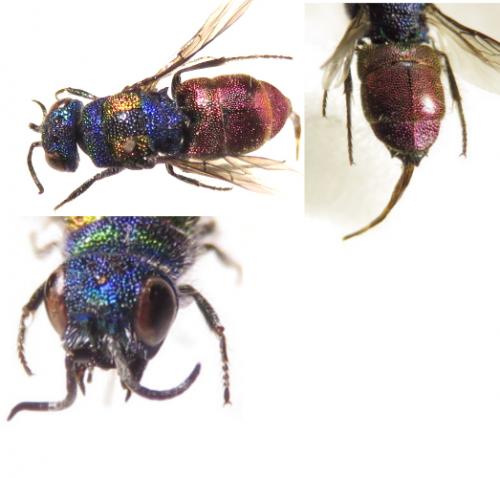 Réf. 176 105 : Chrysis grohmanni