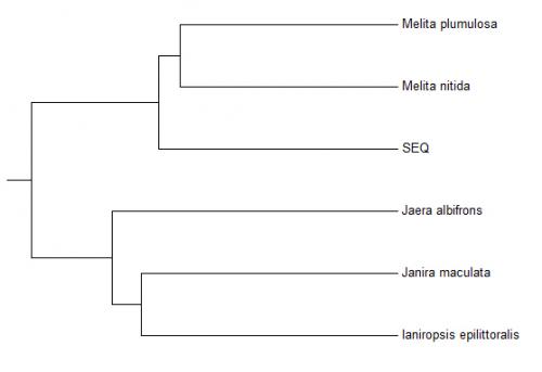 Jaera sp.