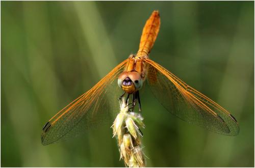 Trithemis aurora