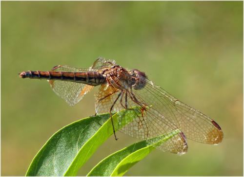 Trithemis aurora