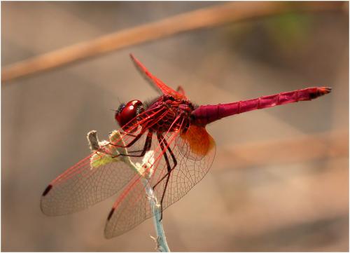 Réf. 176 823 : Trithemis aurora