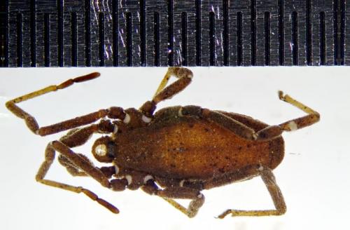 Trogulus nepaeformis