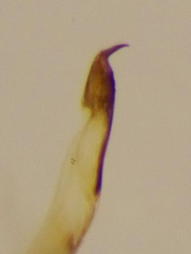Réf. 176 131 : Trogulus nepaeformis