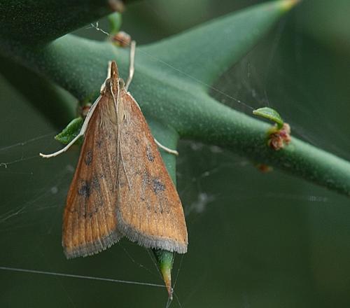 Réf. 176 402 : Udea ferrugalis