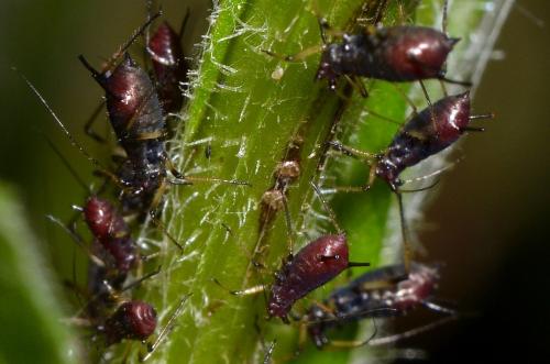 Uroleucon montanivorum