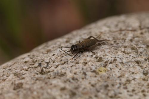 Réf. 176 617 : Eumodicogryllus bordigalensis bordigalensis