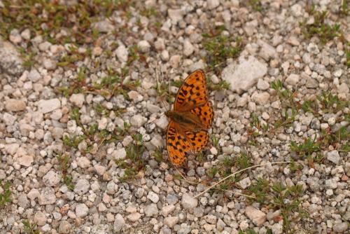 Argynnis adippe