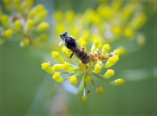 Réf. 176 023 : Lestica clypeata