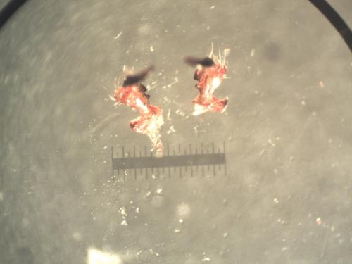 Réf. 176 535 : Spilostethus furcula