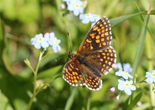 Melitaea (athalia-aurelia-britomartis)