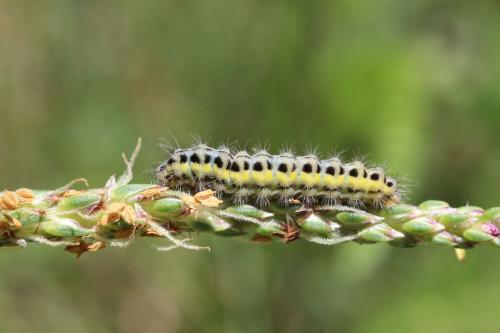 Réf. 176 572 : Zygaena transalpina