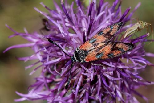 Zygaena carniolica
