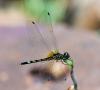 176856 – Photo : lguez – Thaïlande
