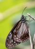 176186 – Photo : lguez – Thaïlande