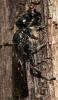 176777 – Photo : Christine DEVILLERS – Belgique