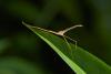 176947 – Photo : D. Martinez – Philippines