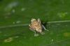 176420 – Photo : D. Martinez – Philippines