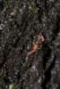 176499 – Photo : D. Martinez – Philippines