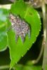 176500 – Photo : D. Martinez – Philippines