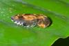 176536 – Photo : D. Martinez – Philippines