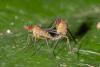 176682 – Photo : D. Martinez – Philippines