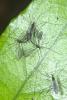 176983 – Photo : D. Martinez – Philippines