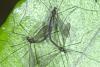 176984 – Photo : D. Martinez – Philippines