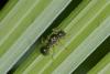 176848 – Photo : D. Martinez – Philippines