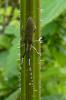 176248 – Photo : curtelin – France (77)