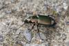 Poecilus cupreus