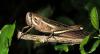 176040 – Photo : David Sannier – Guadeloupe