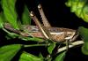 176041 – Photo : David Sannier – Guadeloupe