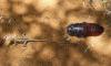 176458 – Photo : Laetitia Berquer – Madagascar