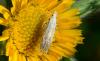 176738 – Photo : Fabricius – France (04)