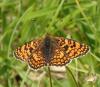 176639 – Photo : Catherine Reymonet-Smitten – France (31)
