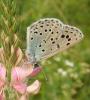176640 – Photo : Catherine Reymonet-Smitten – France (31)