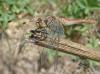 Sympetrum sanguineum