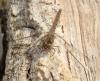 Sympetrum striolatum