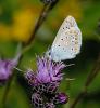 176507 – Photo : roy – France (67)