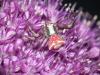 Thomisus onustus