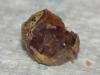 Anthidiellum sp.